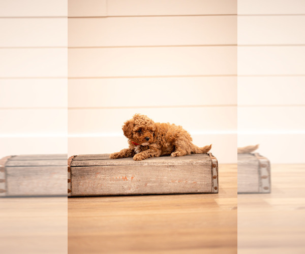 Medium Photo #3 Poodle (Miniature) Puppy For Sale in ASH GROVE, MO, USA