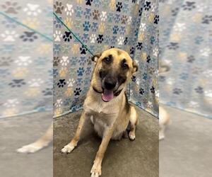 German Shepherd Dog Dogs for adoption in Rosenberg, TX, USA
