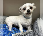 Small #4 Maltese