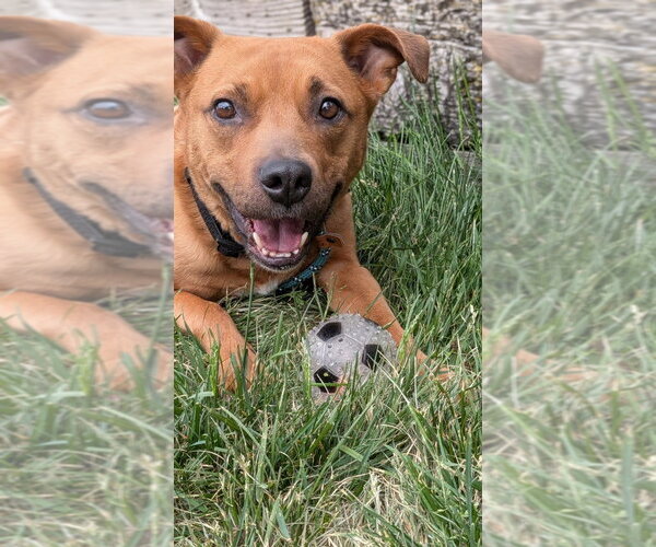Medium Photo #4 Staffordshire Bull Terrier-Unknown Mix Puppy For Sale in Salt Lake City, UT, USA