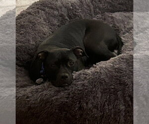 Rosalyn nka Betty - Female American Staffordshire Terrier-Unknown Mix Dog for Adoption - Photo #2