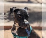 Small Photo #15 American Staffordshire Terrier-Unknown Mix Puppy For Sale in Kanab, UT, USA