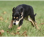 Small Photo #9 Australian Shepherd-Unknown Mix Puppy For Sale in Mechanicsburg, PA, USA