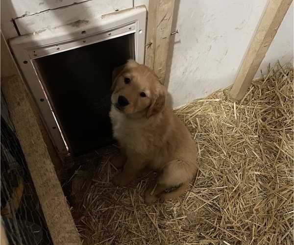 Medium Photo #9 Golden Retriever Puppy For Sale in LIME SPRINGS, IA, USA