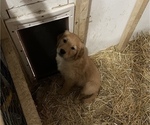 Small Photo #9 Golden Retriever Puppy For Sale in LIME SPRINGS, IA, USA