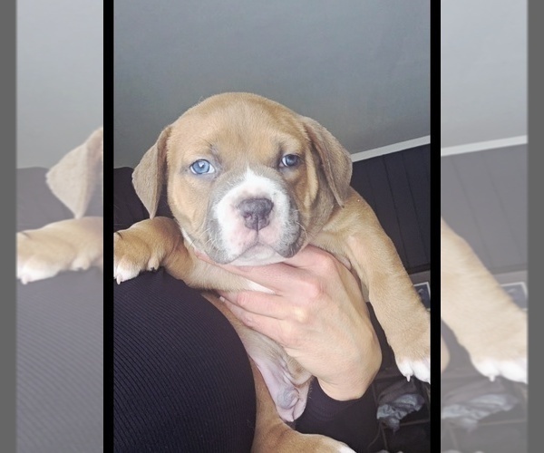 Medium Photo #2 American Bully Puppy For Sale in PADUCAH, KY, USA