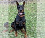 Small Photo #1 Doberman Pinscher Puppy For Sale in JUPITER, FL, USA