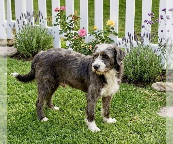Medium Photo #6 Border Terrier-Unknown Mix Puppy For Sale in San Diego, CA, USA