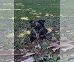 Small Photo #1 Australian Shepherd Puppy For Sale in NACOGDOCHES, TX, USA