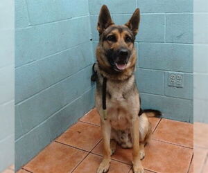 German Shepherd Dog Dogs for adoption in Downey, CA, USA
