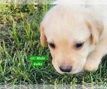 Small #7 Labrador Retriever