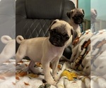 Small #8 Pug