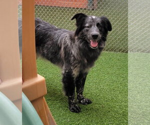 Border Collie-Unknown Mix Dogs for adoption in Highland, IL, USA