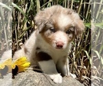 Small Photo #4 Miniature Australian Shepherd Puppy For Sale in WOOSTER, OH, USA
