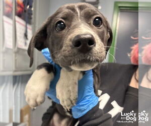 Annie - Female Labrador Retriever-Unknown Mix Dog for Adoption - Photo #2
