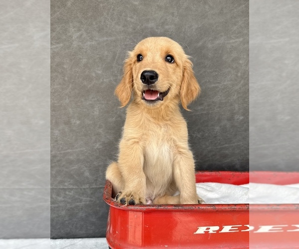 Medium Photo #2 Golden Retriever Puppy For Sale in OCALA, FL, USA