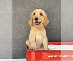 Small #1 Golden Retriever