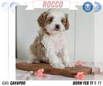 Puppy Rocco Cavapoo (Miniature)