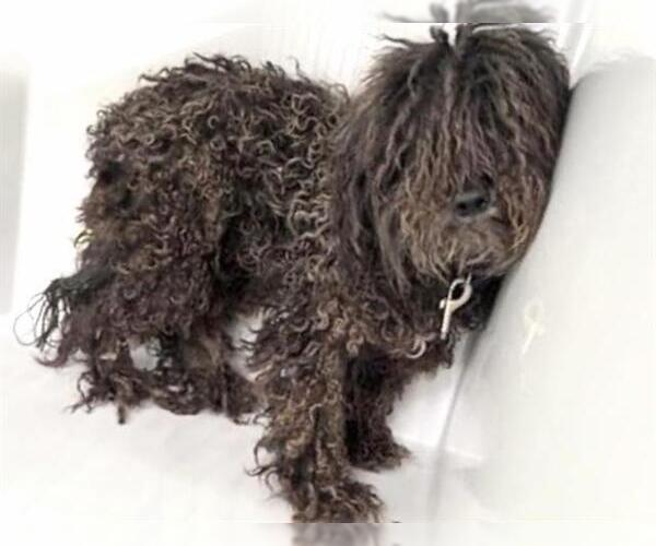 Medium Photo #1 - Mix Puppy For Sale in Houston, TX, USA