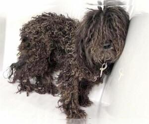 - Mix Dogs for adoption in Houston, TX, USA