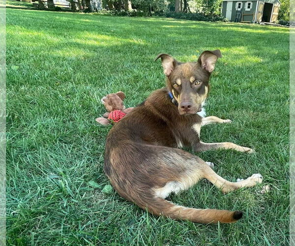 Medium Photo #14 Australian Shepherd-Unknown Mix Puppy For Sale in Germantown, OH, USA