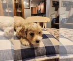 Small Photo #2 Cocker Spaniel-Havanese Mix Puppy For Sale in HARRISONBURG, VA, USA