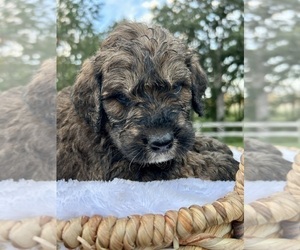 Goldendoodle Puppy for Sale in KNOB NOSTER, Missouri USA