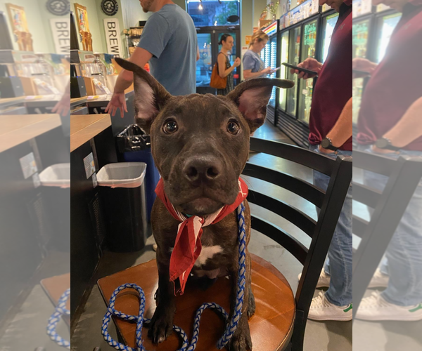 Medium Photo #7 Staffordshire Bull Terrier-Unknown Mix Puppy For Sale in Holly Springs, NC, USA