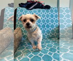 Small #6 Maltese
