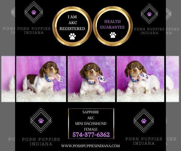 Medium Photo #34 Dachshund Puppy For Sale in WARSAW, IN, USA