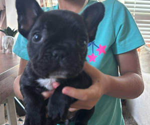 Border Collie-French Bulldog Mix Puppy for sale in GALLIPOLIS, OH, USA