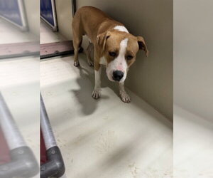 Mutt Dogs for adoption in Bakersfield, CA, USA