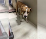 *AARON RODGERS - Male Mutt Dog for Adoption - Small photo