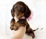Small #2 Dachshund