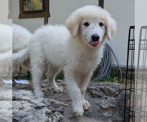 Great Pyrenees Dogs for adoption in Vail, AZ, USA