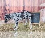 Small #13 Catahoula Leopard Dog