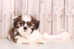 Shih Tzu Puppy for sale in MOUNT VERNON, OH, USA