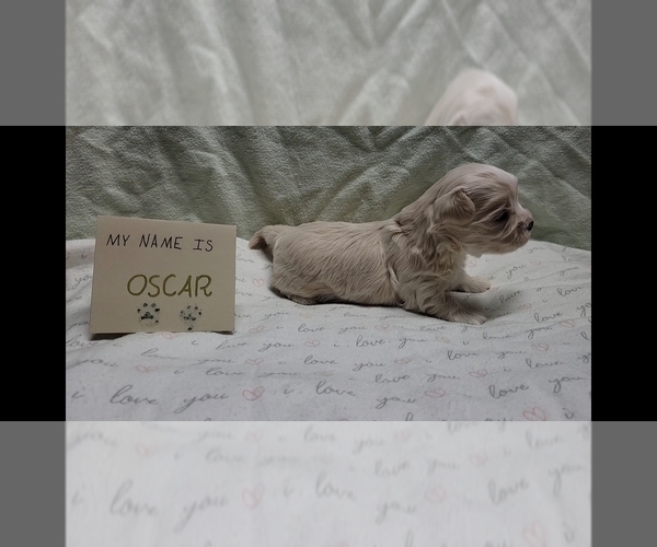 Medium Photo #11 Maltipoo (Miniature) Puppy For Sale in BROOKFIELD, MO, USA