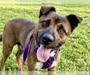 JASON - Male German Shepherd Dog-Unknown Mix Dog for Adoption - Photo #3