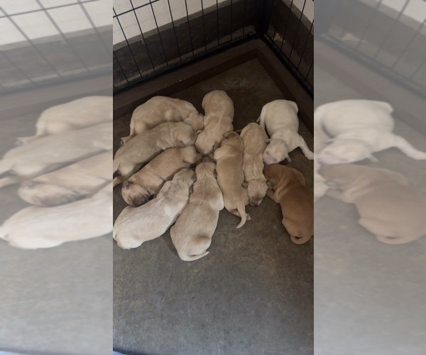 Medium Photo #5 Golden Retriever Puppy For Sale in JUSTIN, TX, USA