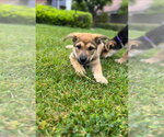 Small #5 Mutt