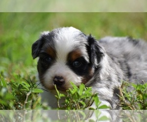 Miniature Australian Shepherd Puppy for sale in PALM COAST, FL, USA