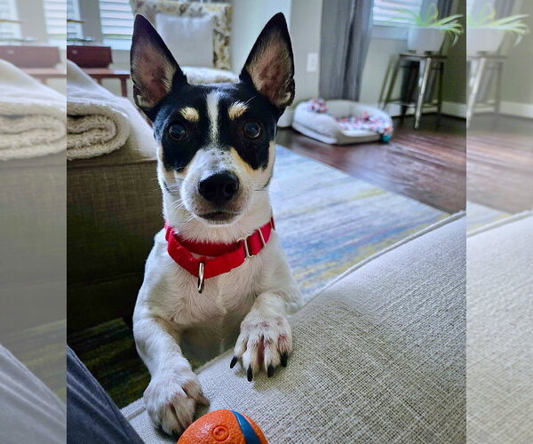 Medium Photo #3 Rat Terrier Puppy For Sale in Atlanta, GA, USA