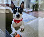 Small #2 Rat Terrier