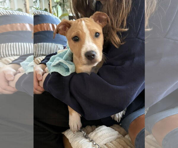 Medium Photo #1 Labrador Retriever-Unknown Mix Puppy For Sale in Tarrytown, GA, USA