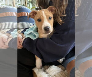 Labrador Retriever-Unknown Mix Dogs for adoption in Tarrytown, GA, USA