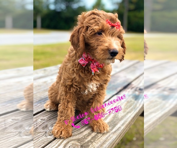 Medium Photo #11 Goldendoodle Puppy For Sale in KISSIMMEE, FL, USA