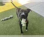Small #2 Blue Lacy