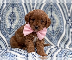 Cavapoo Puppy for sale in LAKELAND, FL, USA