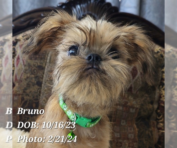 Medium Photo #1 Brussels Griffon Puppy For Sale in TEMPE, AZ, USA